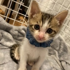 里親募集中✨