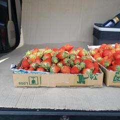 6月5日朝どりいちご🍓  