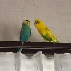 セキセイインコ　オス　2羽