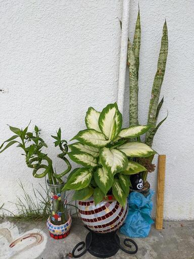 観葉植物＆水入れセット！