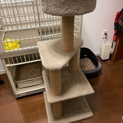 キャットタワー　猫