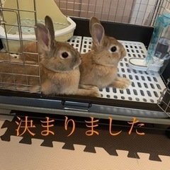 うさぎ メス 生後6ヶ月 津島市