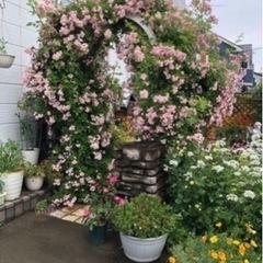 トゲなしつるバラ　郡舞　スリット鉢植え