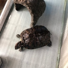 6/15まで　亀を飼って頂ける方募集いたします