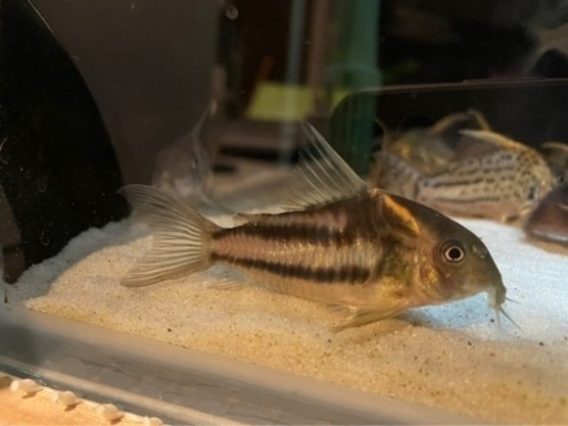 スーパーパラレルス ワイルド個体4匹