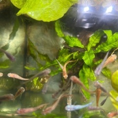 メダカ　ミックス　10匹＋オマケ5匹の画像