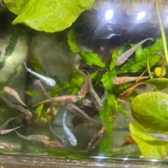 メダカ　ミックス　10匹＋オマケ5匹の画像