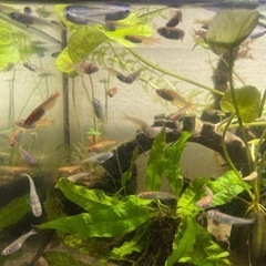 メダカ　ミックス　10匹＋オマケ5匹の画像