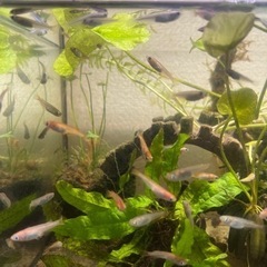 メダカ　ミックス　10匹＋オマケ5匹の画像