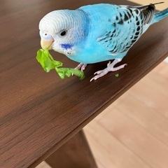 セキセイインコが迷子になってしまいました