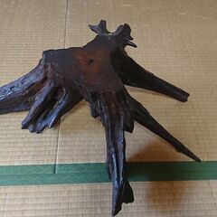 花台　根カブの画像