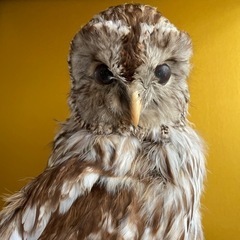 ふくろう　剥製の画像