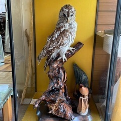ふくろう　剥製の画像