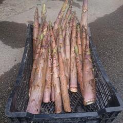 【受付可】タケノコ 5kg以上 