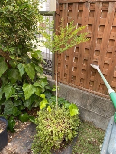 南天　苗木　赤実　115cm 大苗