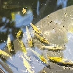 ミナミヌマエビ　