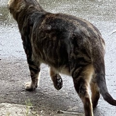 キャリアさんです🧚‍♂️☆アメショ柄のイケメン男子☆ − 秋田県