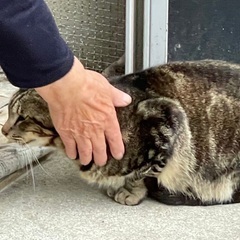 キャリアさんです🧚‍♂️☆アメショ柄のイケメン男子☆ - 猫