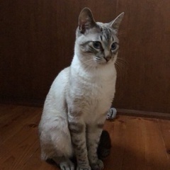 青目の可愛いシャムミックスのオス