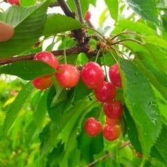 【木なり熟成を山形より直送！】旬のさくらんぼ🍒紅さやか🍒