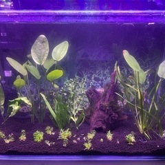 熱帯魚｜買いたい/くださいの助け合い(8ページ目)｜ジモティー