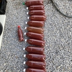 PSB メダカの画像