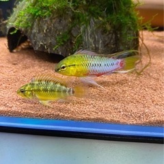 アピスト　ホングスロイ(スーパーレッド) EUブリード　幼魚5匹