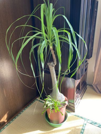 観葉植物　高さ約１5０ｃｍ　トックリラン、ポニーテール