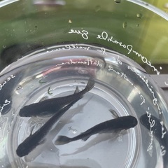 漆黒のメダカ　極上オロチの画像
