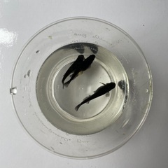 漆黒のメダカ　極上オロチの画像