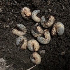 [引き取り決定]カブト虫の幼虫　