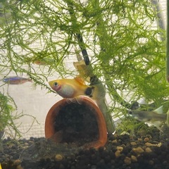 熱帯魚ミッキーマウスプラティ5匹セット