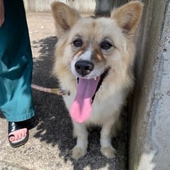 迷子犬保護