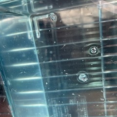 雲州三色めだか　稚魚20匹プラスα