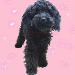【シュナプー】４歳メス・黒