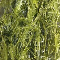 ☘️国産マツモ☘️自家繁殖☘️無農薬☘️