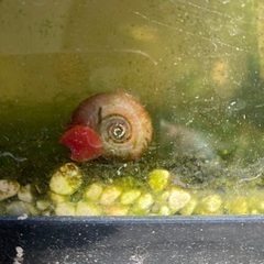 コケ取り貝の画像