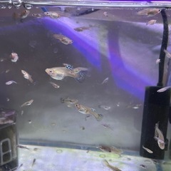 国産グッピー稚魚