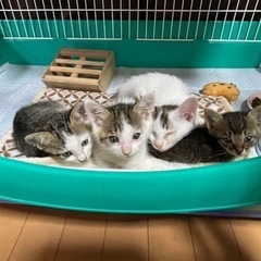 可愛い子猫の里親募集✨