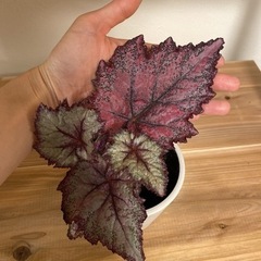レックスベゴニアの画像