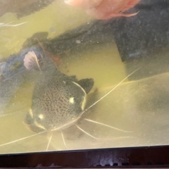 大型熱帯魚