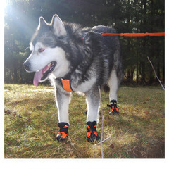 ◆新品◆犬のシューズ　の画像