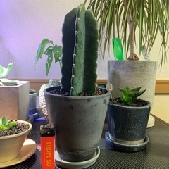 鬼面角　観葉植物　サボテン　鉢付き