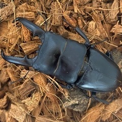ツシマヒラタクワガタ幼虫　残りわずか