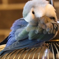コザクラインコ　(バイオレット)を探しています。
