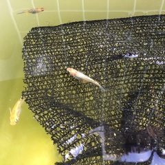 メダカ　ラメ王　有精卵20個　②