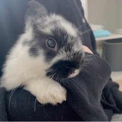 ウサギちゃんの里親募集中