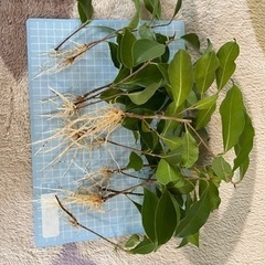 ガジュマル 挿木苗