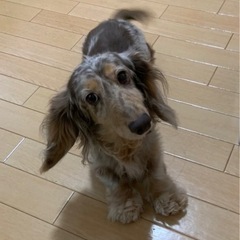 【ミニチュアダックス】ダップルコート