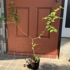 【急募】富士桜の苗2本